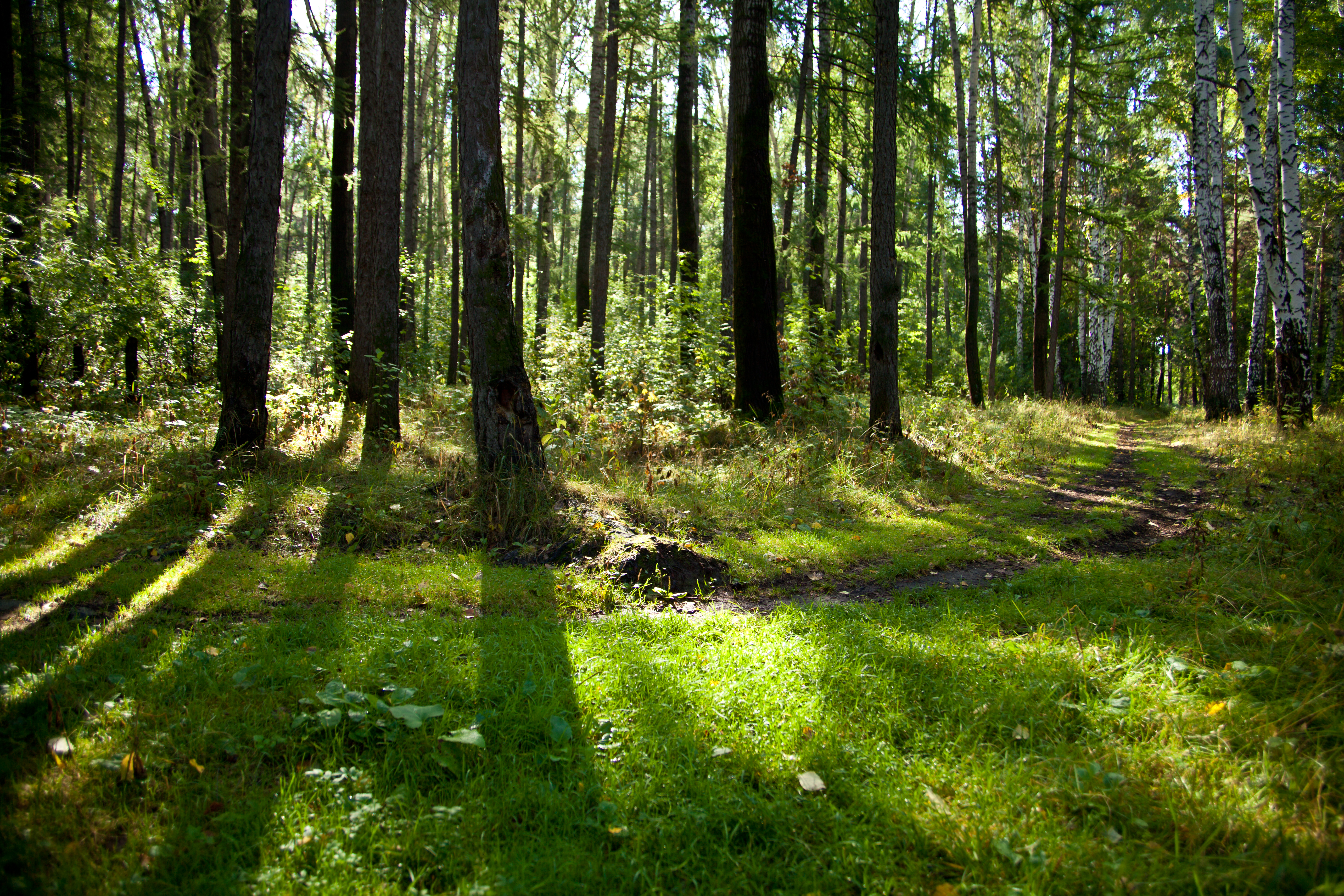 Skog.