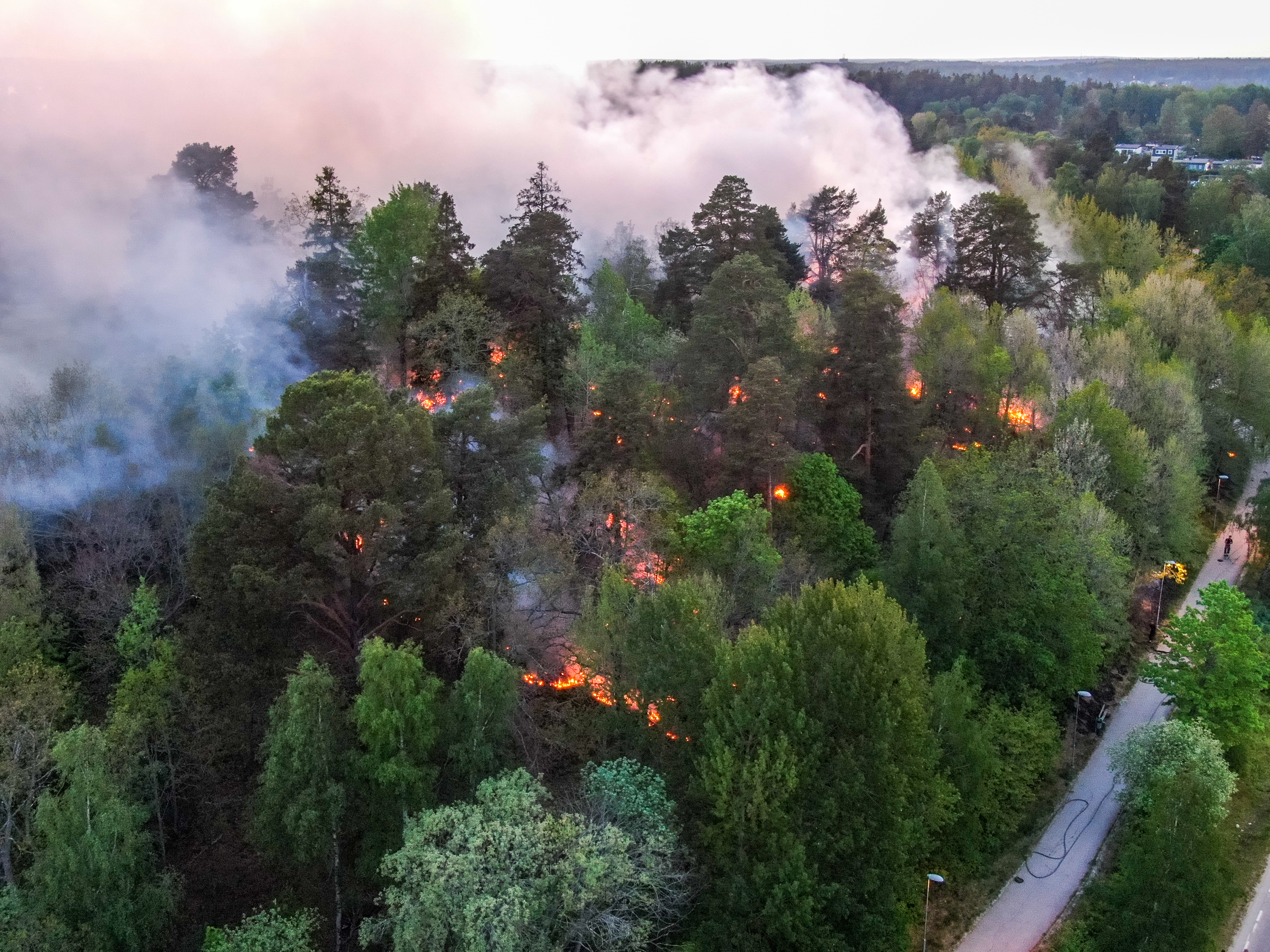 Foto på en skog som brinner.