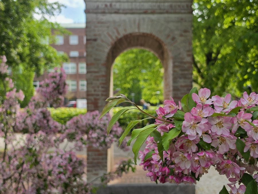 Rosa äppelblommor framför ett valv i sten. I bakgrunden syns en hög byggnad i tegel. Foto.