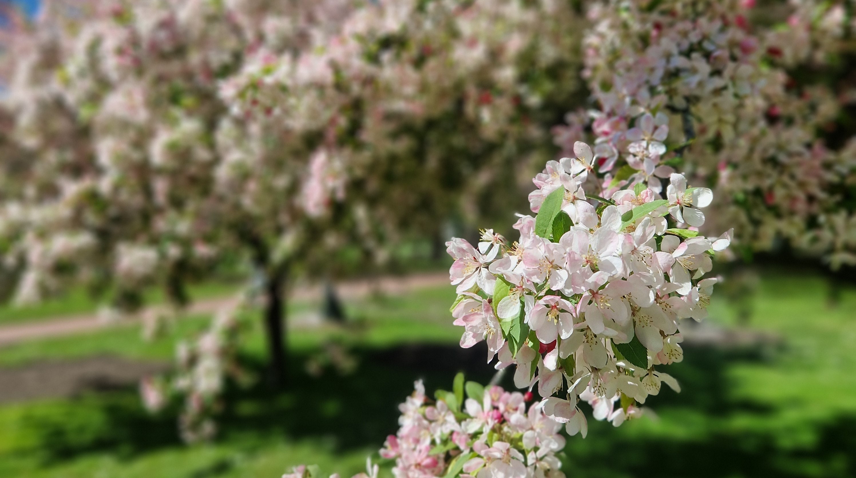 Detaljbild av ett träd med vita blommor. Foto.