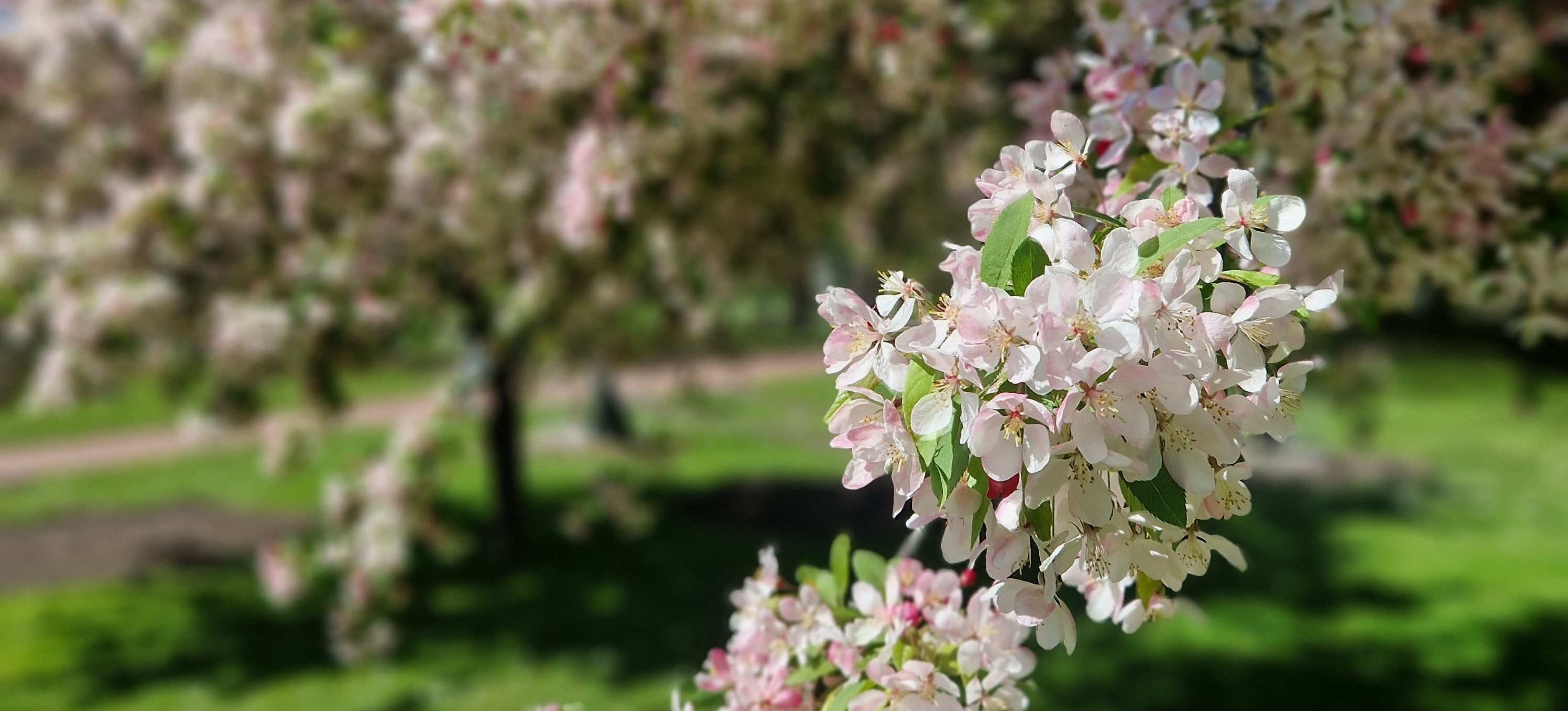 Detail of a tree with white flowers. Photo.