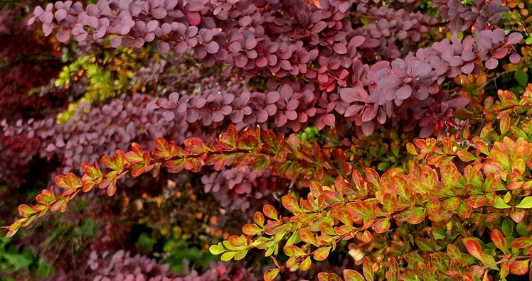 Colourful leaves in red, orange, green and yellow. Photo.