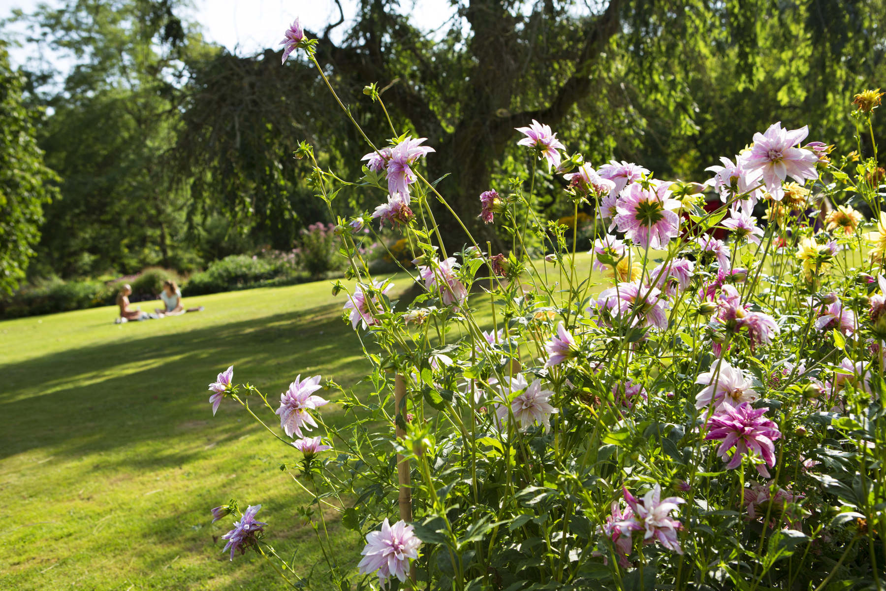 Ljusrosa dahlior i förgrunden i fokus, botaniska trädgården och två studenter som sitter i den oskarpa bakgrunden.