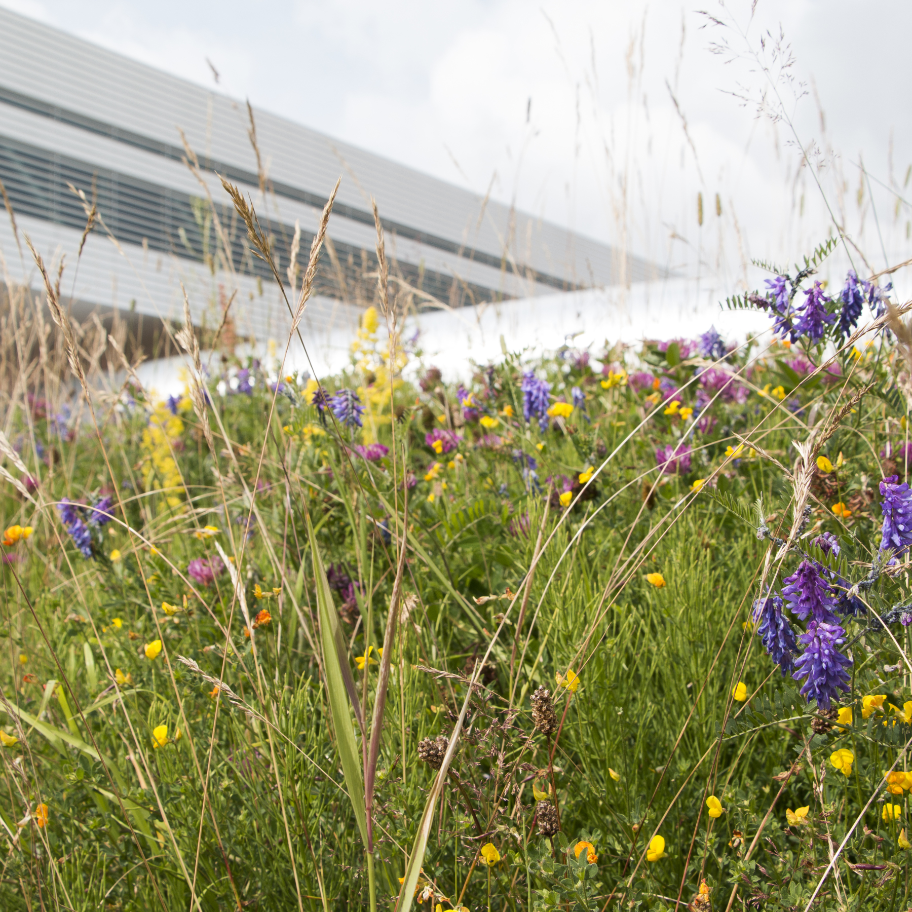 Meadow in front of Max IV. Photo.