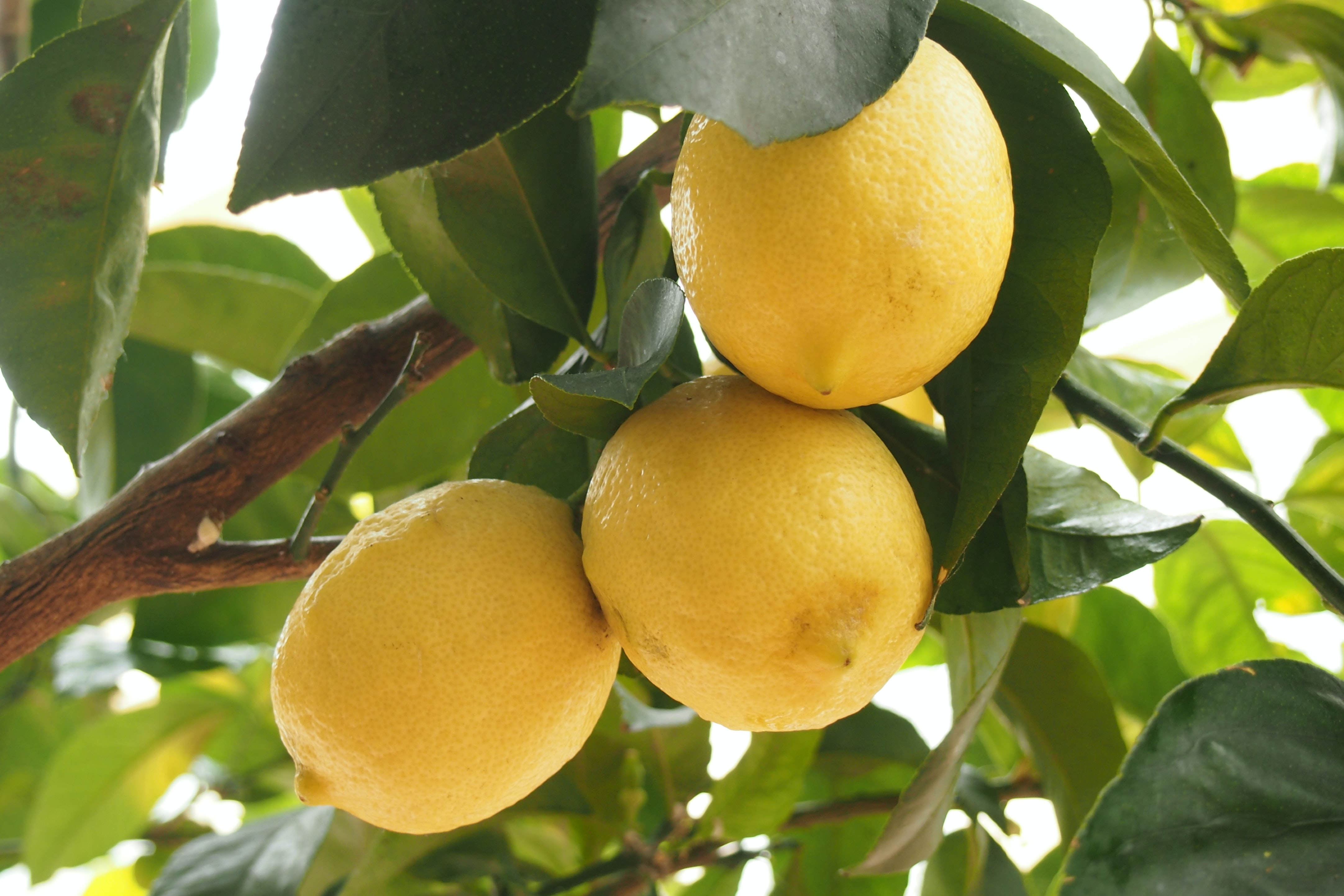 Tre gula citroner växer i en klunga bland gröna blad. Foto.
