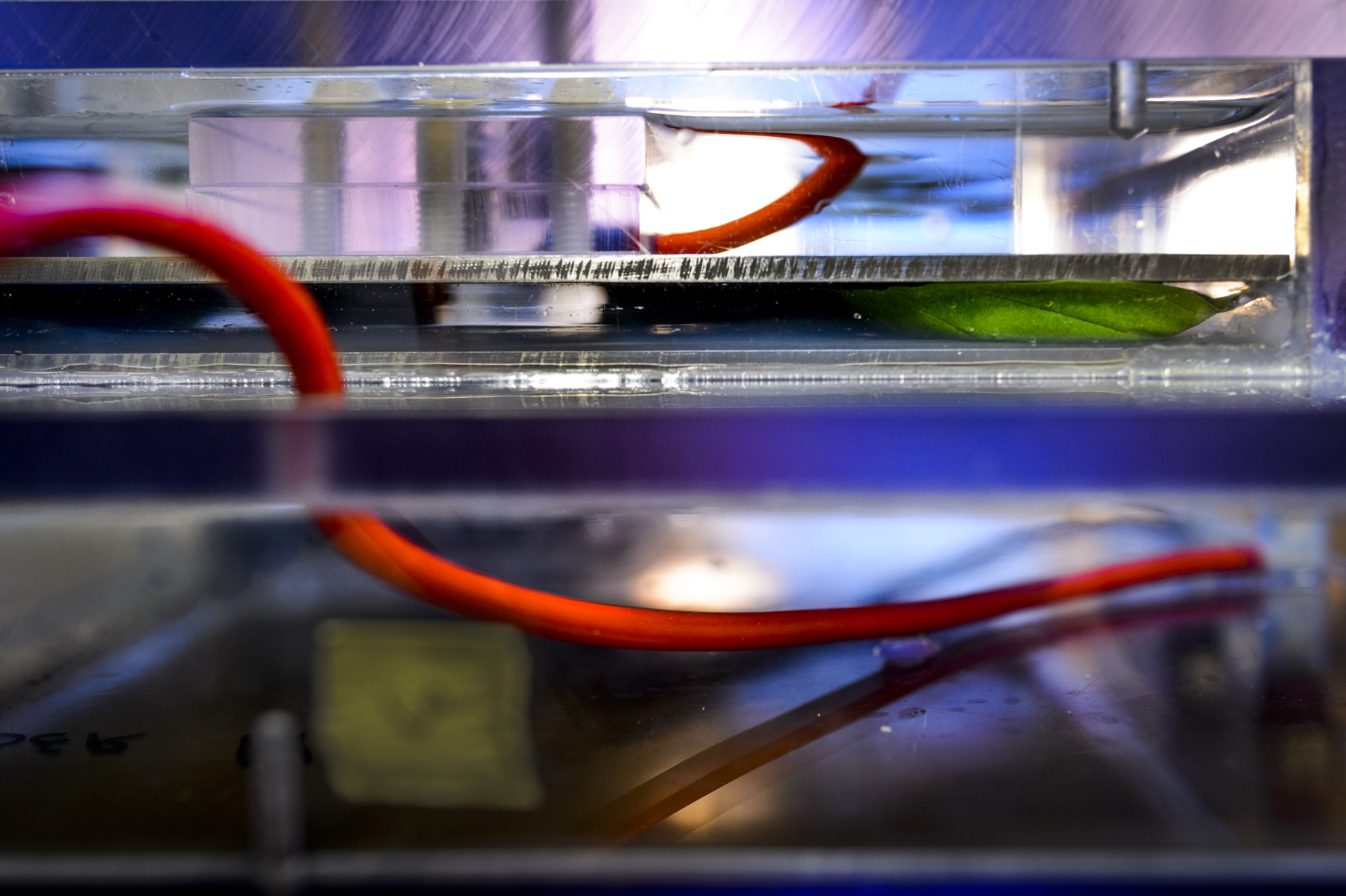 Basil leaves in liquid and red electricity cable. Photo.