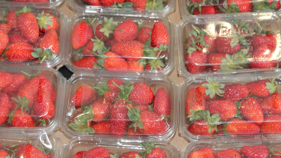 Flera askar jordgubbar i plastförpackning. Foto.