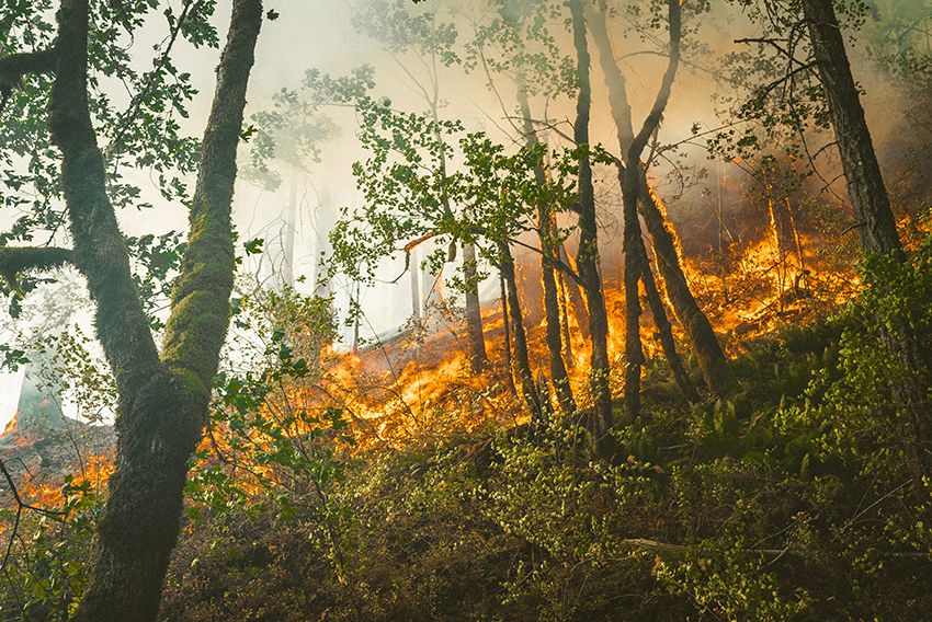 Burning forest. Photo.