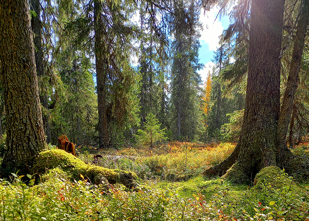 Skogsmiljö. Foto.