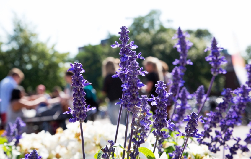 Students behind lavender flowers.