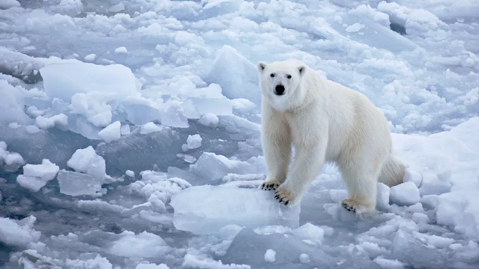 En isbjörn i Arktis. Foto.