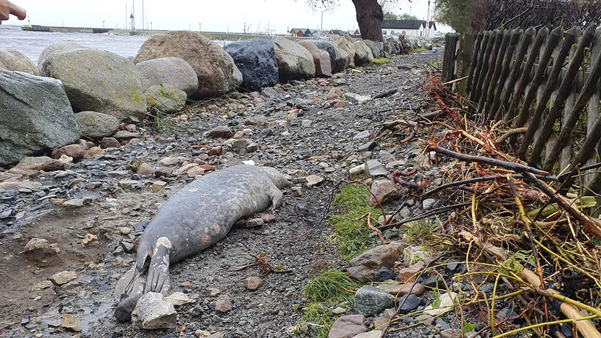 A seal washed up on land. Photo.