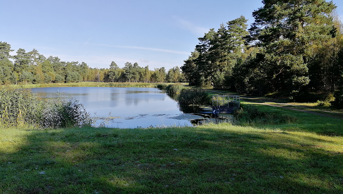 En sjö med grönska runtomkring. Foto.