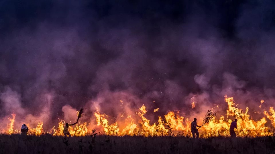 Skogsbrand. Foto.