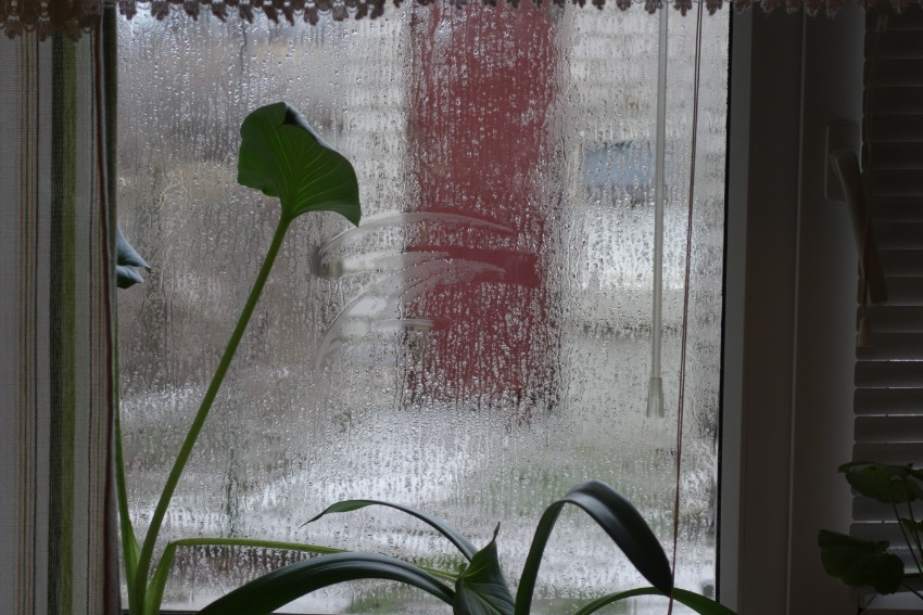 Ett fönster med mycket kondens, några krukväxter syns. Vädret utanför tycks vara slask eller regn.