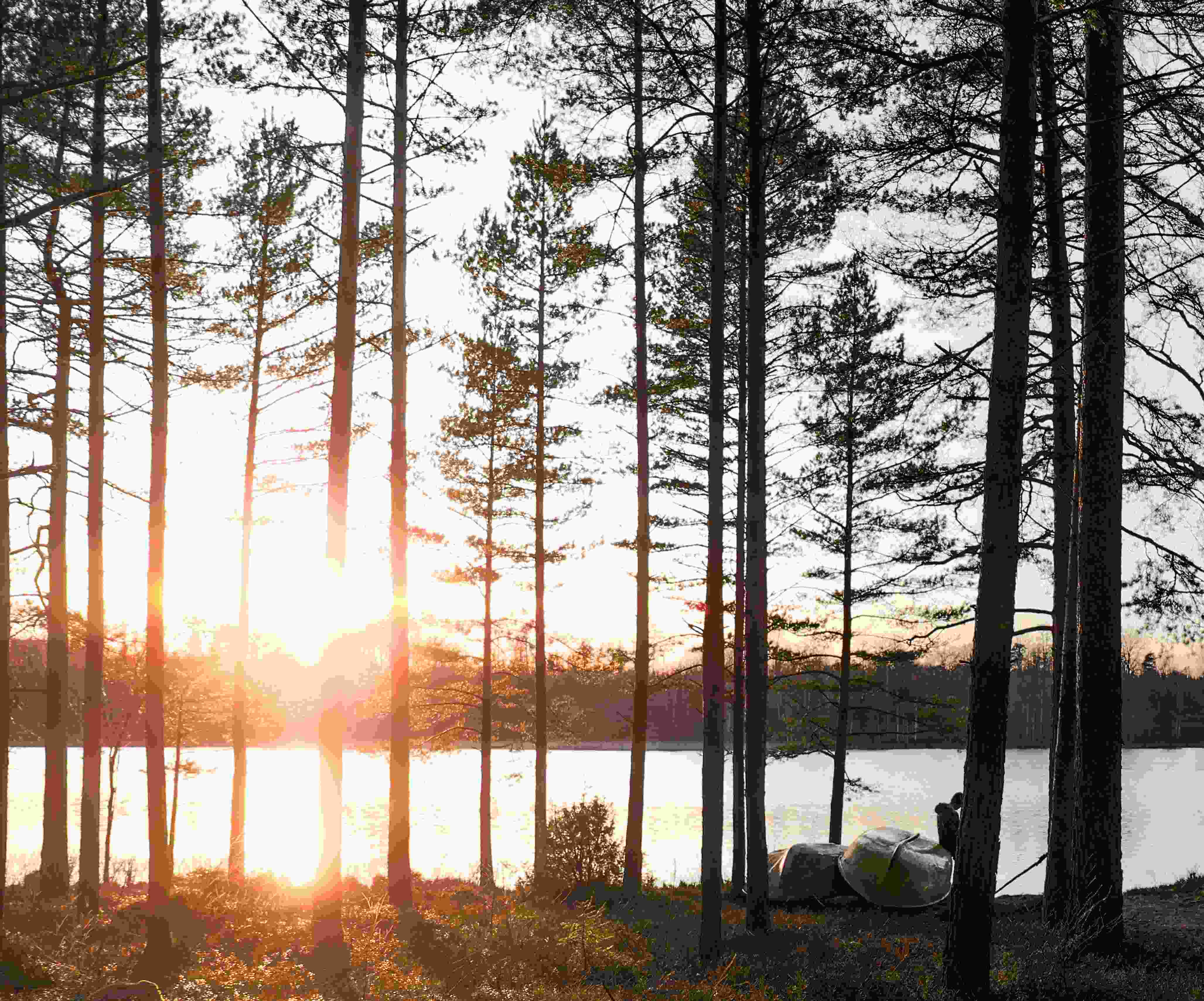 Utsikt över skog och sjö, i motljus. Foto.