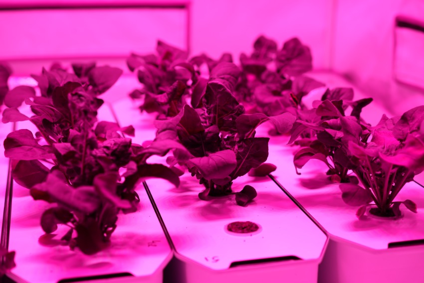 Plants in a pink light.