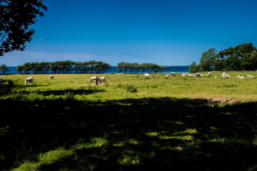 Kor betar i ett vackert landskap.