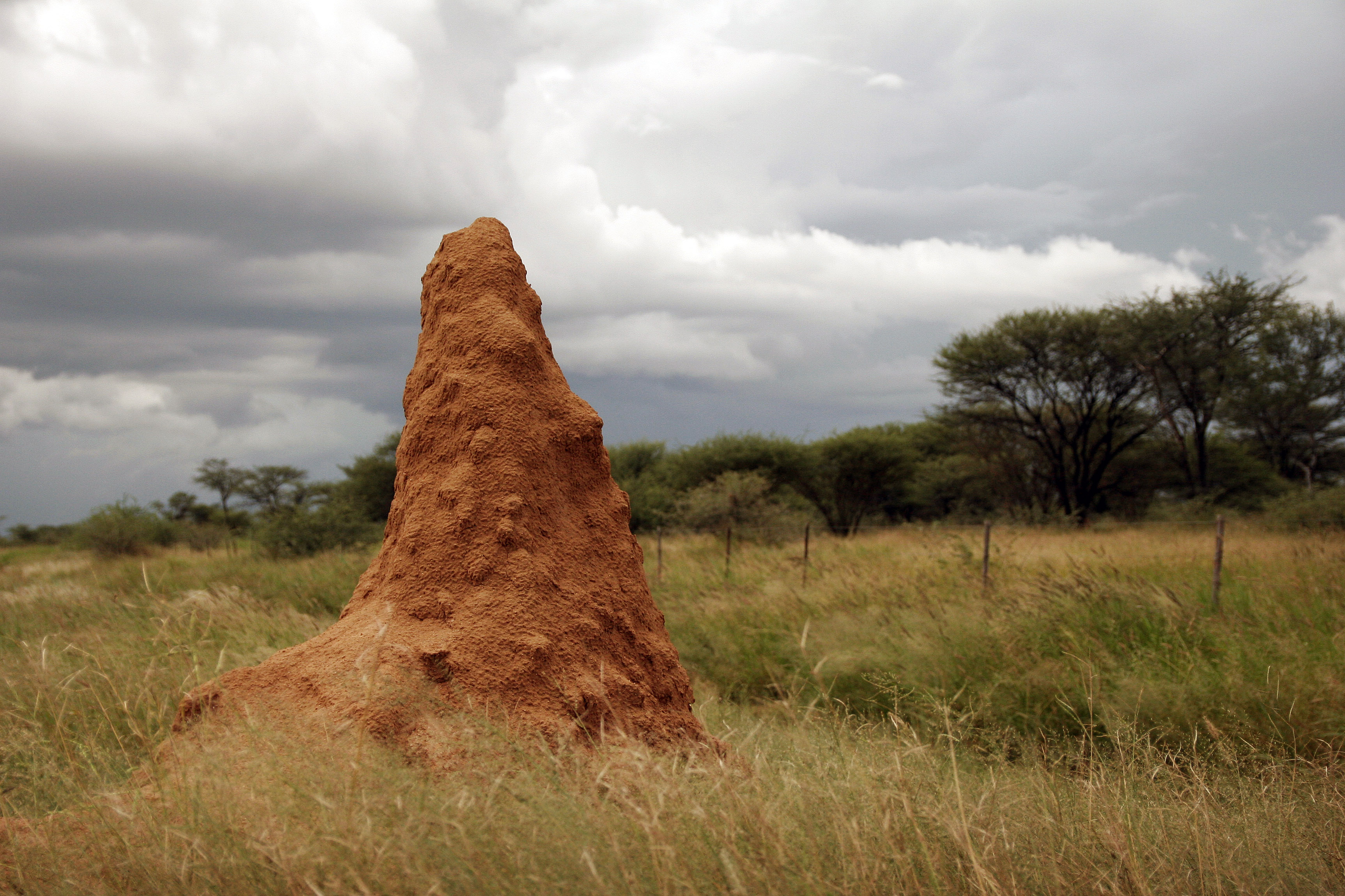 bild på eb av de termitstackar som David Andréen har studerat