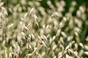 Oats growing in a field. Picture.