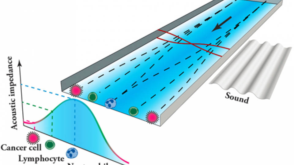Illustration på hur olika blodceller sorteras med hjälp av ljudvågor