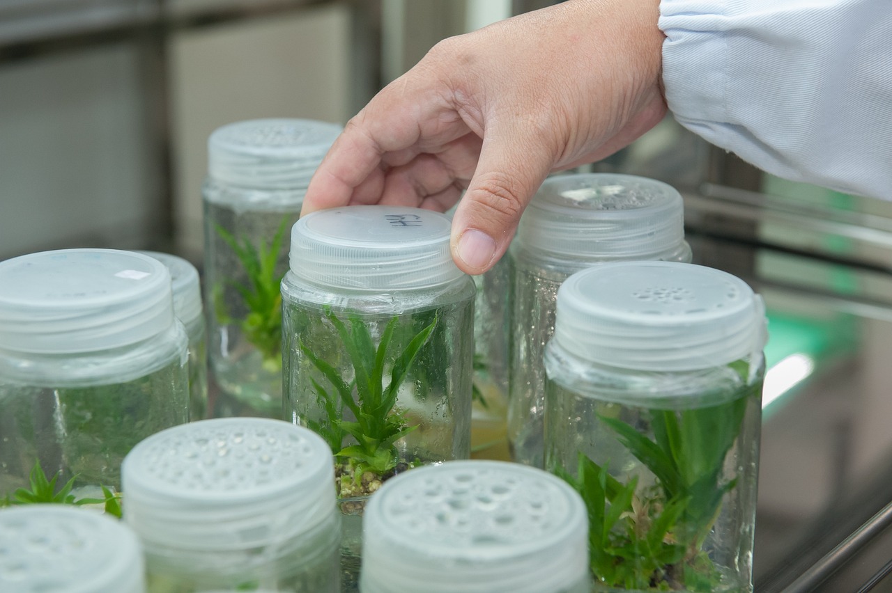 Plants in jars. Photo.