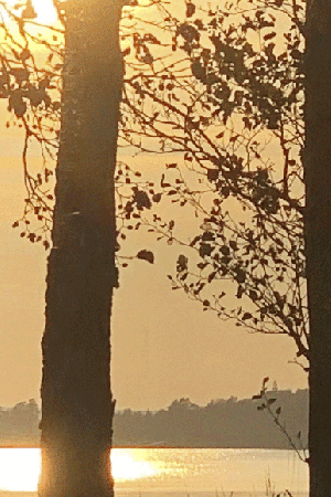 View of Lake Bolmen at sunset with trees in the foreground. Photo.